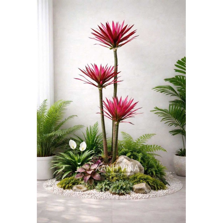 Cây phát tài lá đỏ 3 thân 